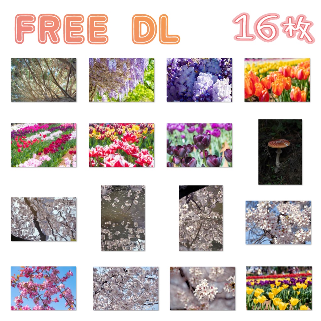 【FREE】お花の写真素材集