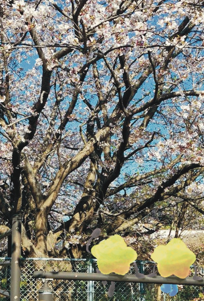 ぽすとかーど　「おはなみ」