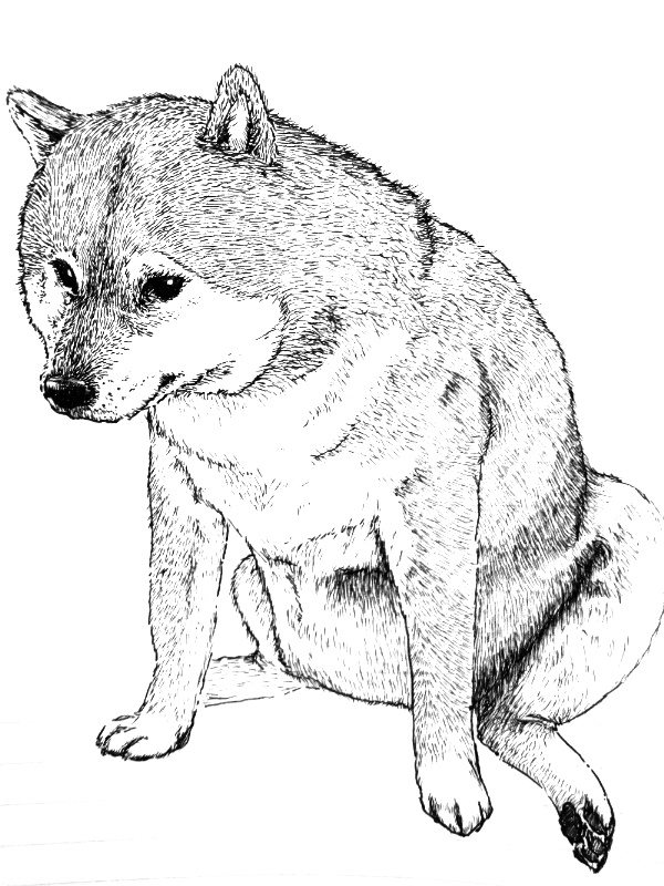 柴柄パスケース