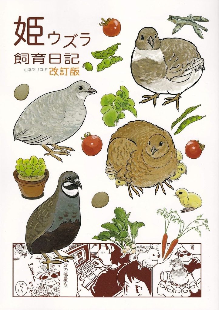 姫ウズラ飼育日記