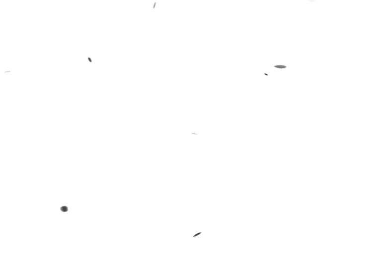 花弁が舞うGIF 白背景と透過