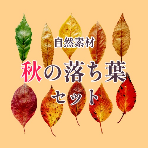 【自然素材】秋の落ち葉セット - WEB素材【商用利用可】