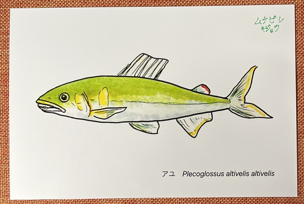 お魚ポストカード6種類セット