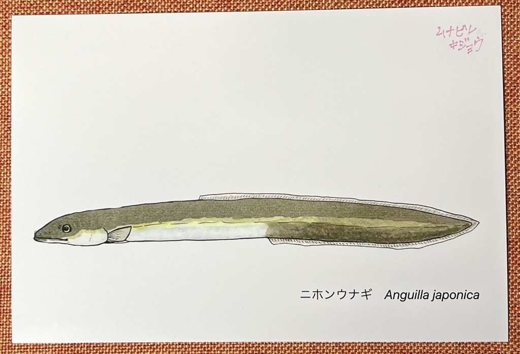ポストカード　ニホンウナギ
