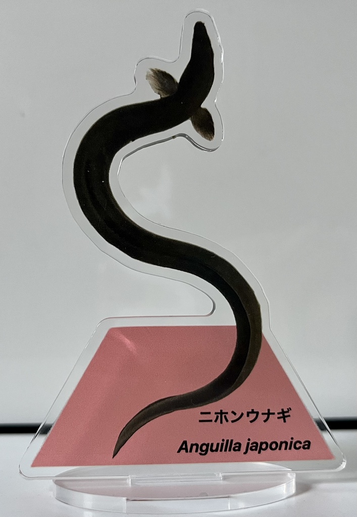 二ホンウナギ　アクリルスタンド　全身