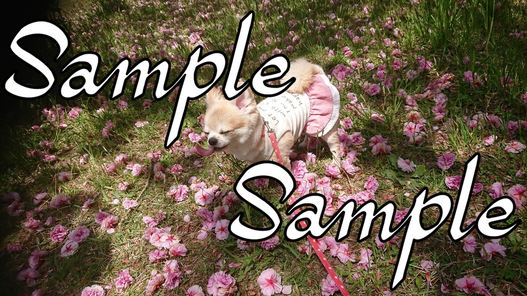 うちのチワワ写真集