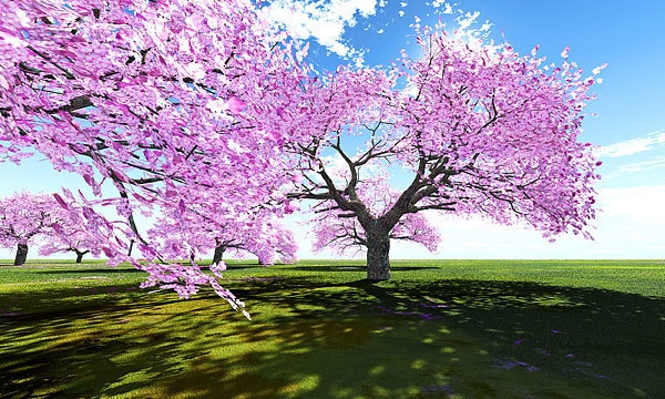 災害復興支援3DCG 桜 No112