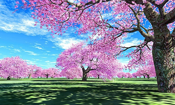 災害復興支援3DCG 桜 No114