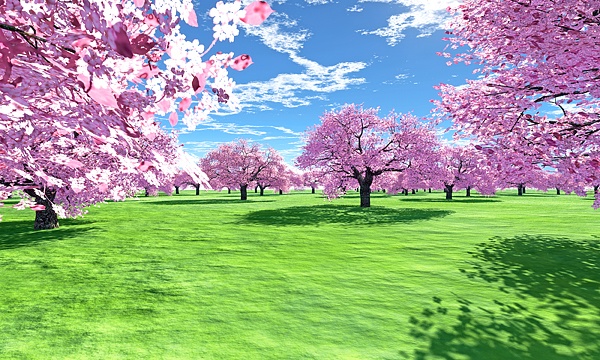 災害復興支援3DCG 桜 No132