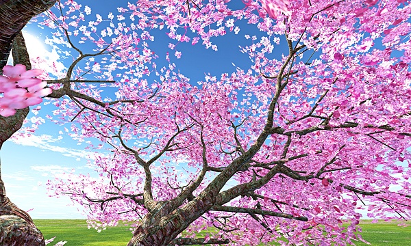 災害復興支援3DCG 桜 No134