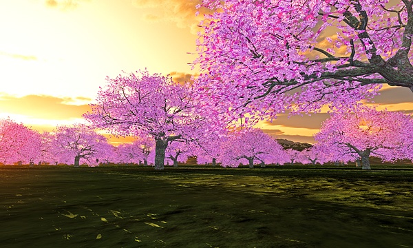 災害復興支援3DCG 桜 No137