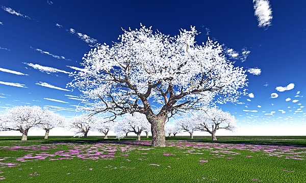 災害復興支援3DCG　鬱金桜 No4 