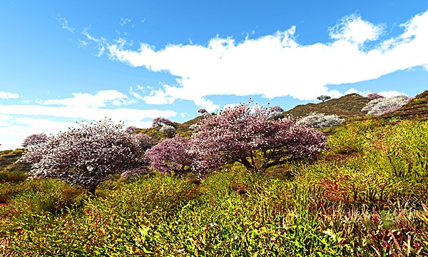 災害復興支援3DCG　桜 No141