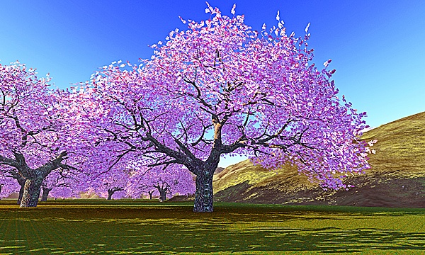 災害復興支援3DCG　夕桜 No15