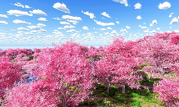 災害復興支援3DCG　桜 No145