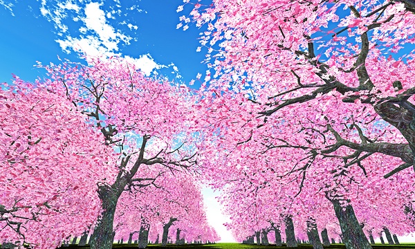 災害復興支援3DCG　桜 No147