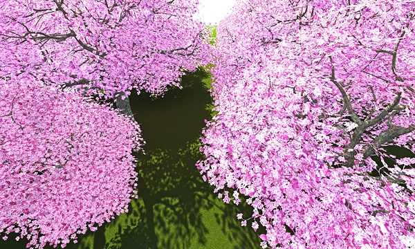 災害復興支援3DCG　桜 No149