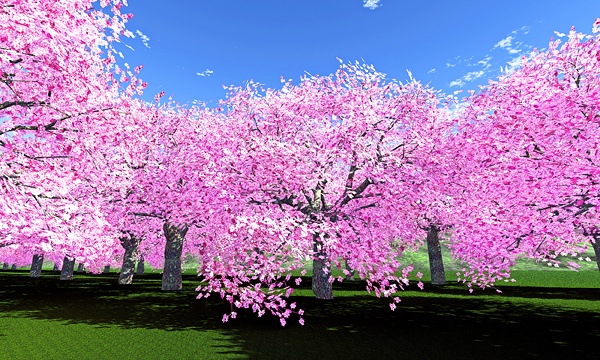 災害復興支援3DCG　桜 No150