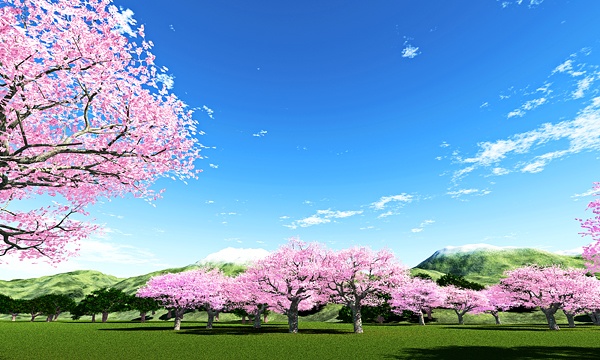災害復興支援3DCG　桜 No151