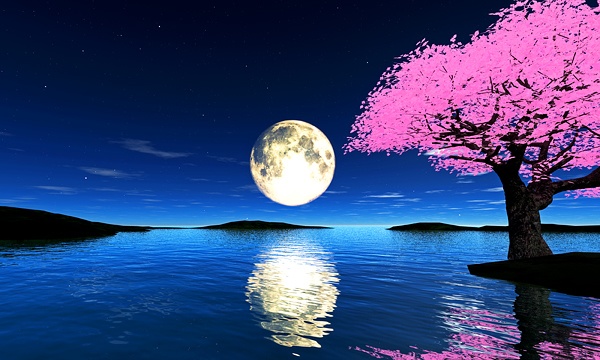 災害復興支援3DCG　夜桜 No6