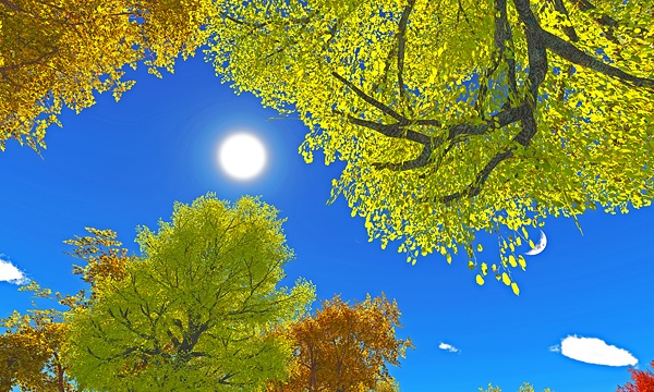 森 No39_rpl
