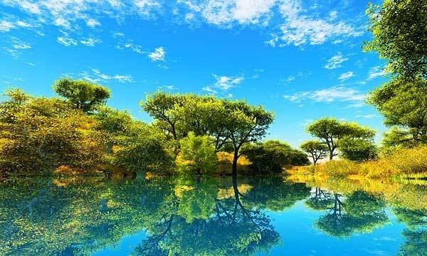 森 No41
