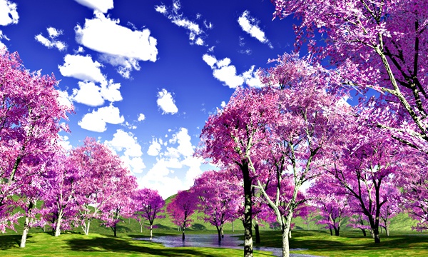 桜 No24