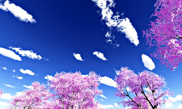 桜 No25