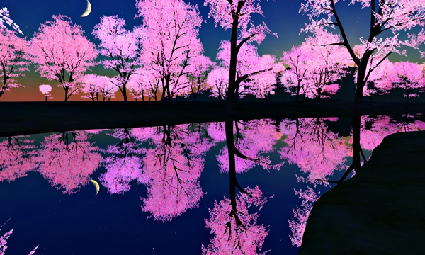 夜桜 No3
