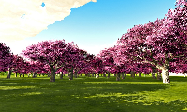 桜 No27
