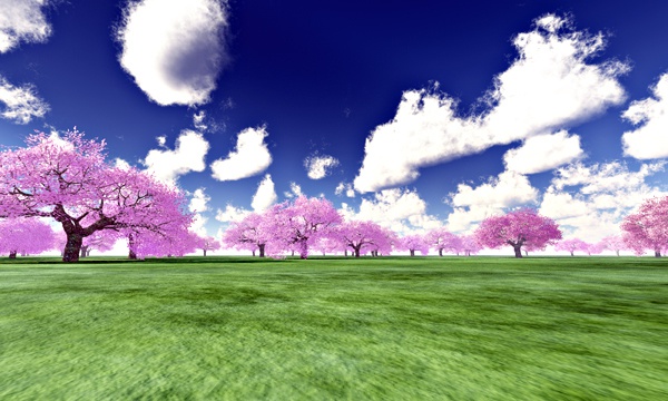 台湾加油！桜 No30