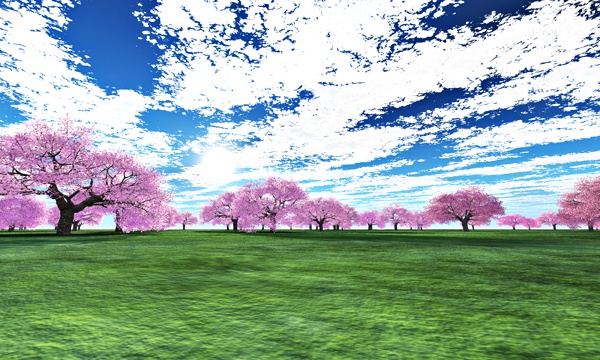 台湾加油！桜 No36
