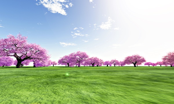 台湾加油！桜 No38