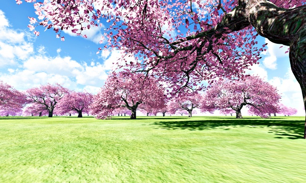 台湾加油！桜 No40