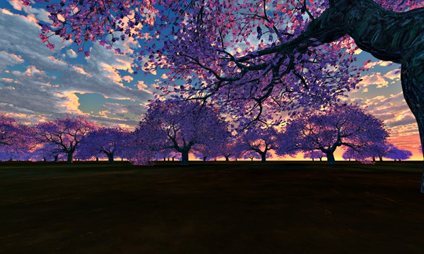 台湾加油！桜 No41