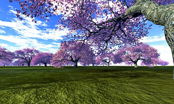 台湾加油！桜 No44