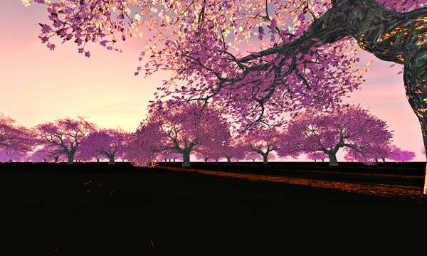 台湾加油！桜 No45