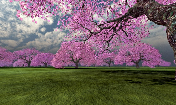台湾加油！桜 No46