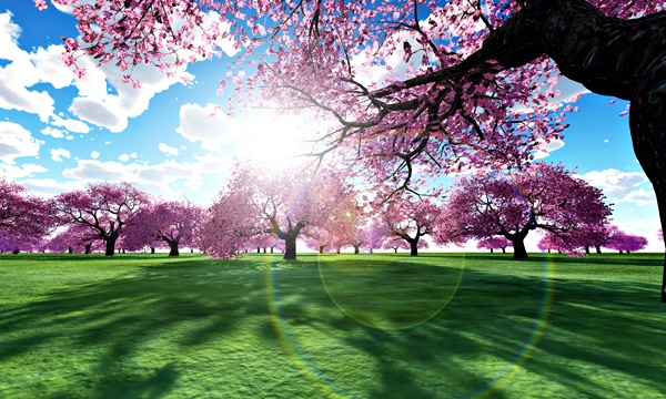 台湾加油！桜 No47