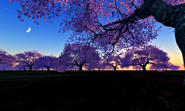 台湾加油！桜 No48