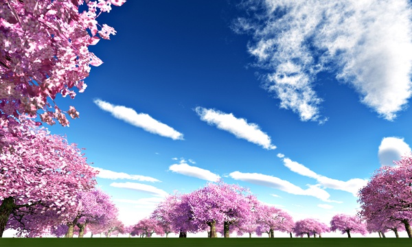 台湾加油！桜 No57