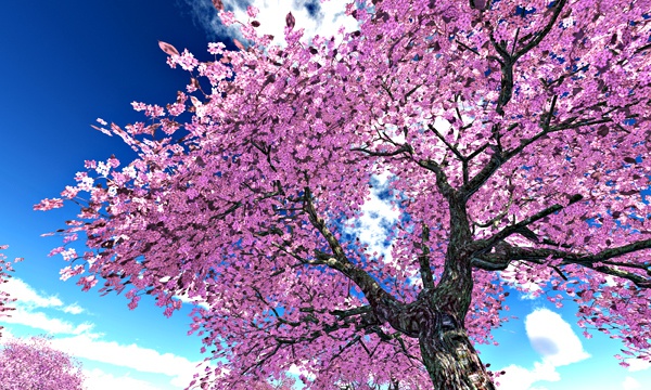 台湾加油！桜 No58