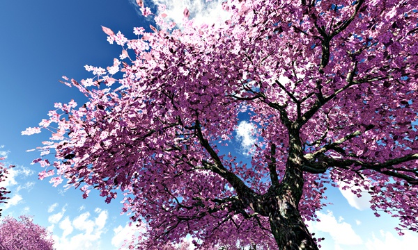 台湾加油！桜 No60