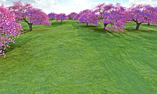 台湾加油！桜 No73
