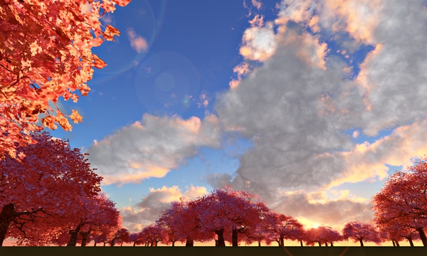 台湾加油！桜 No77