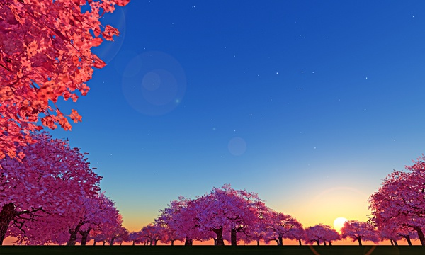 台湾加油！桜 No79
