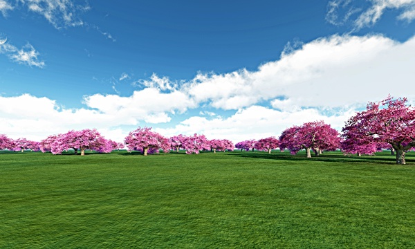 台湾加油！桜 No83