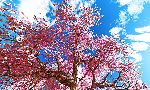 台湾加油！桜 No88