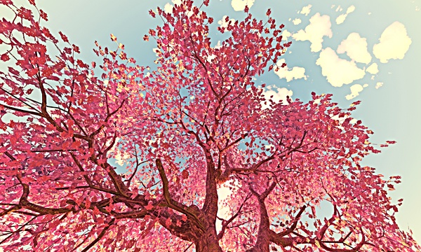 台湾加油！夕桜 No9
