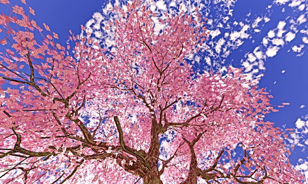 台湾加油！桜 No89